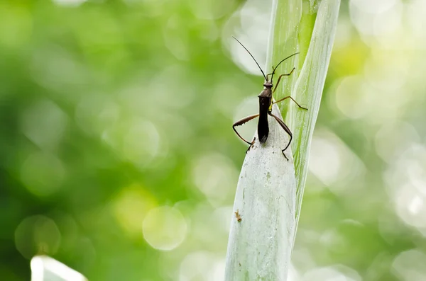 Baba-uzun-bacaklar yeşil doğa — Stok fotoğraf