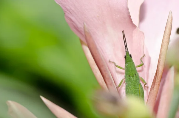 Zelená kobylka na růžový květ — Stock fotografie