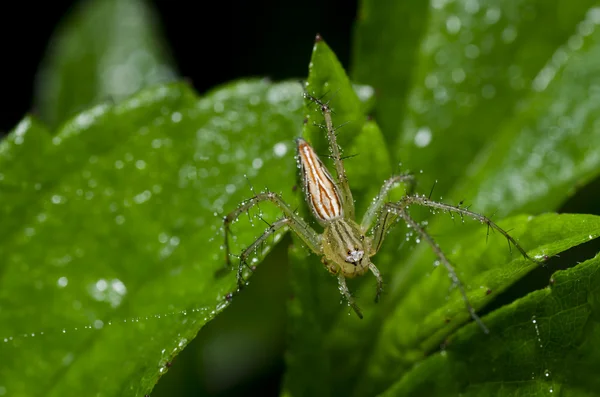 Dlouhé nohy pavouk v zeleni — Stock fotografie