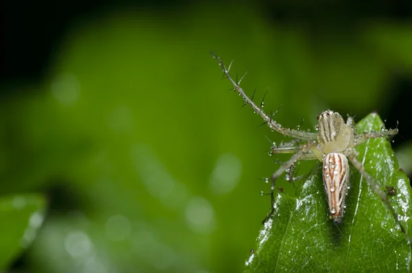 A zöld természetben hosszú lábak pók — Stock Fotó