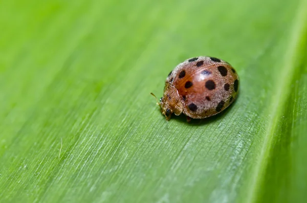 Beetle on green leaf — Stock Photo, Image
