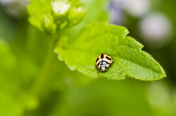 绿叶上的甲壳虫 — 图库照片