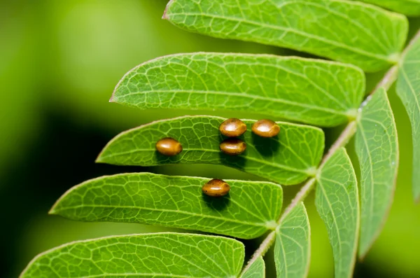 Ovos de insetos na folha verde — Fotografia de Stock
