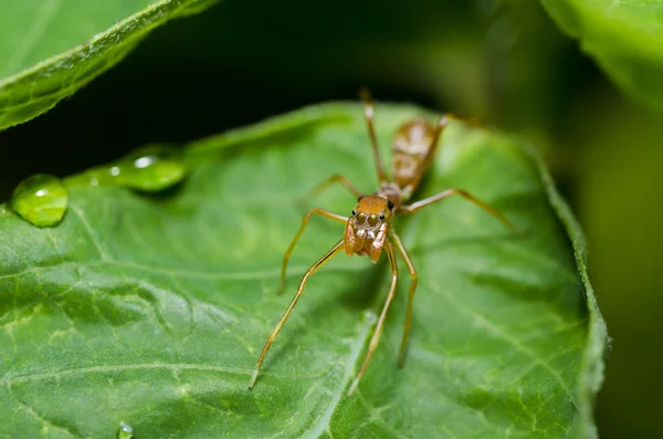 Aranha de formiga na folha verde — Fotografia de Stock