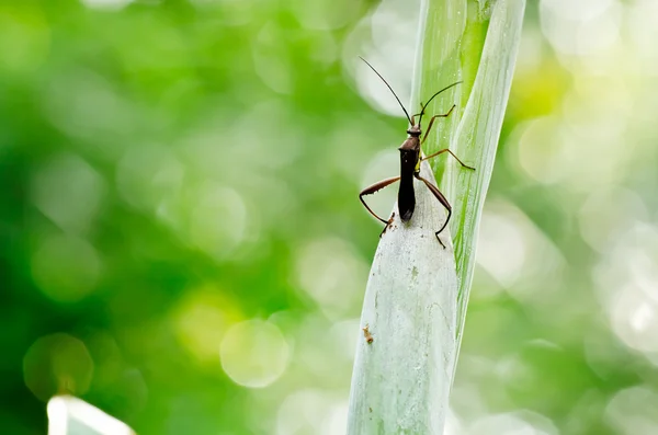 Daddy-long-legs in green nature — Stock Photo, Image