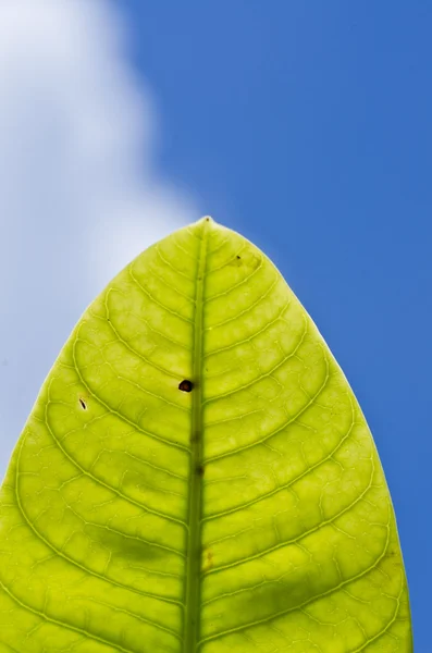 Folha verde e céu azul — Fotografia de Stock