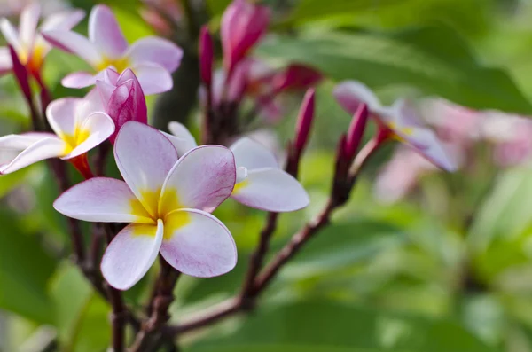 Flores de Frangipani — Fotografia de Stock