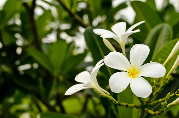 Kwiaty plumerii — Zdjęcie stockowe