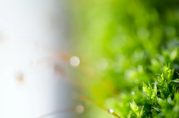 Φρέσκο βρύα στην καταπράσινη φύση — Φωτογραφία Αρχείου