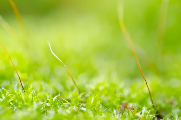 Čerstvý moss v zeleni — Stock fotografie