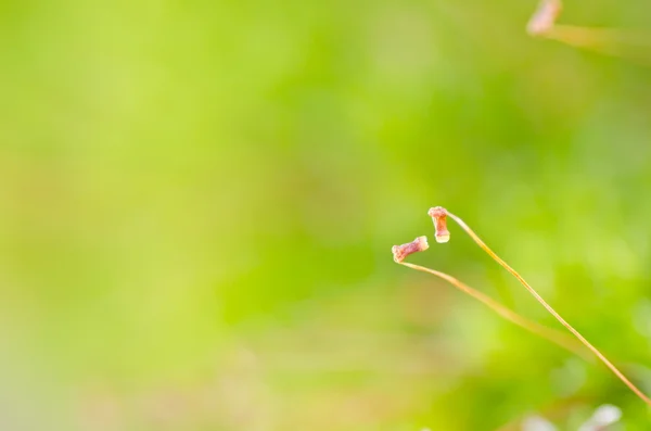 Muschio fresco nella natura verde — Foto Stock