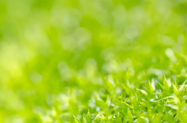 Čerstvý moss v zeleni — Stock fotografie