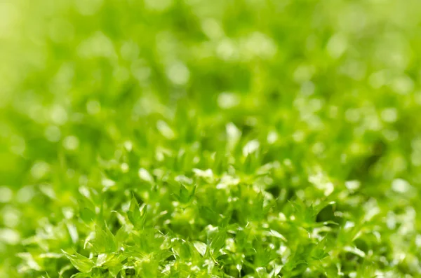 Musgo fresco na natureza verde — Fotografia de Stock