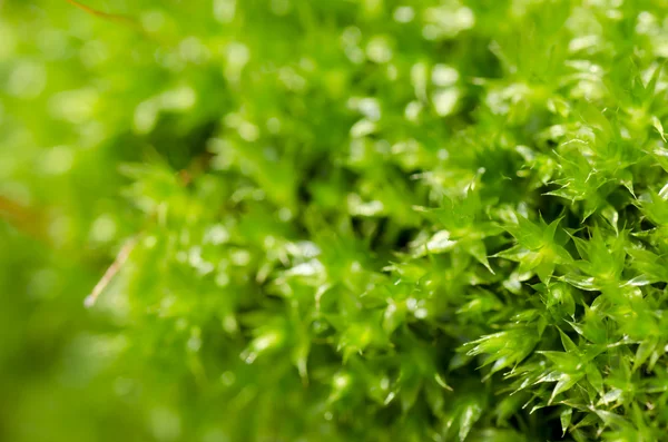 Fresh moss in green nature — Stock Photo, Image
