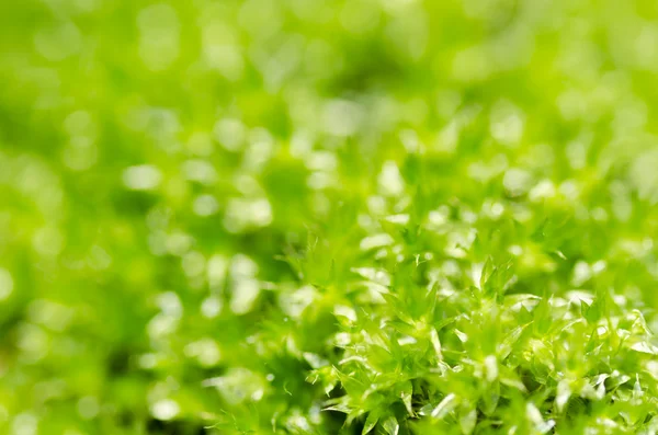 Musgo fresco en la naturaleza verde —  Fotos de Stock