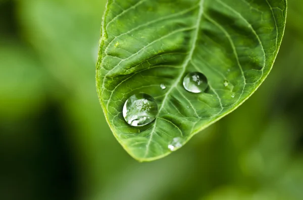 Dorpes de água na natureza verde — Fotografia de Stock