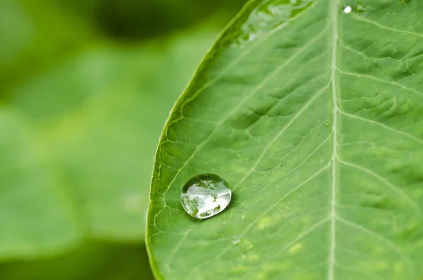 Dorps de agua en la naturaleza verde — Foto de Stock