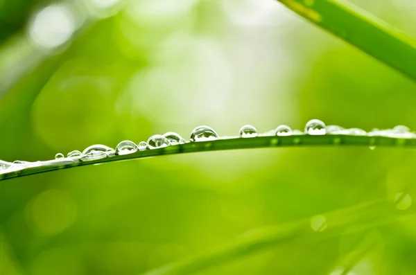 Kapky vody v zeleni — Stock fotografie