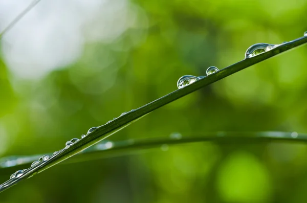 Dorps vody v zeleni — Stock fotografie