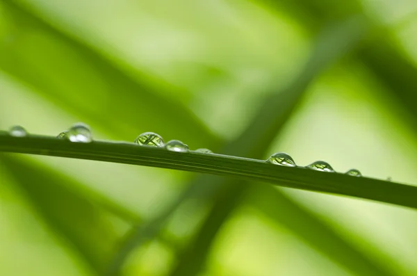 Dorps de agua en la naturaleza verde — Foto de Stock