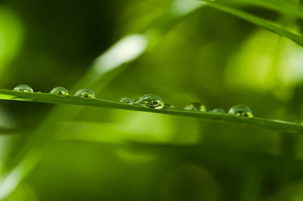 Dorps acqua nella natura verde — Foto Stock