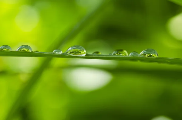 Dorps de agua en la naturaleza verde —  Fotos de Stock