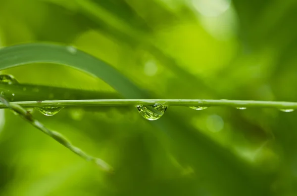 Water dorps in green nature — Stock Photo, Image