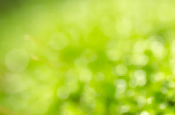 Moss blur background — Stock Photo, Image
