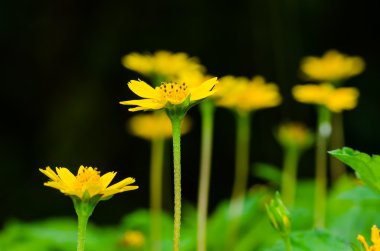 melampodium divaricatum veya küçük sarı yıldız