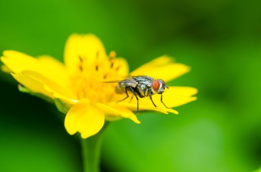 Yeşil doğanın makro fly