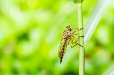 robberfly makro yeşil doğa
