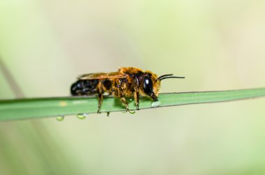 Leaf-cutting bees or Megachilidae macro clipart
