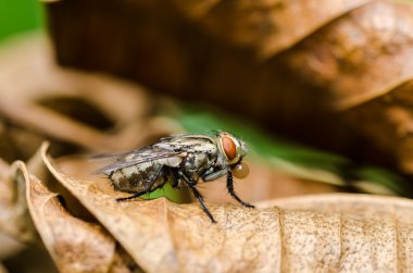 Yeşil doğanın makro fly