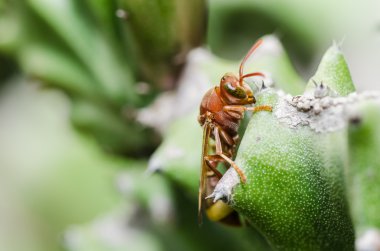 eşek arısı ve kaktüs makro yeşil doğa veya Bahçe