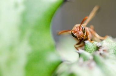 eşek arısı ve kaktüs makro yeşil doğa veya Bahçe