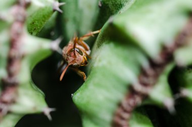 eşek arısı ve kaktüs makro yeşil doğa veya Bahçe