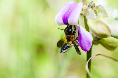 Leaf-cutting bee in macro green nature clipart