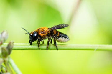 yaprak kesme arı makro yeşil doğa