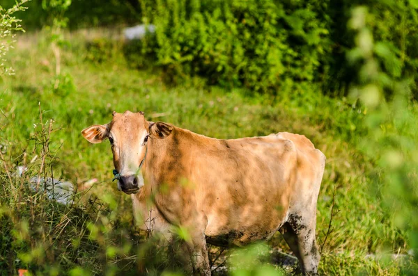 在农田上的棕色母牛 — 图库照片