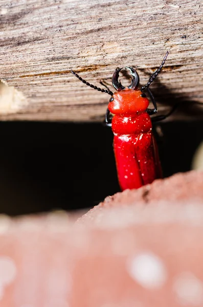 红色小虫和木头 — 图库照片