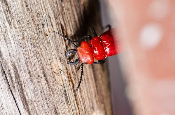 红色小虫和木头 — 图库照片