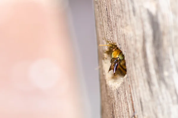 自然の中でクマバチ マクロ — ストック写真