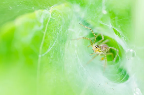 Spider macro and the web in nature — Stock Photo, Image