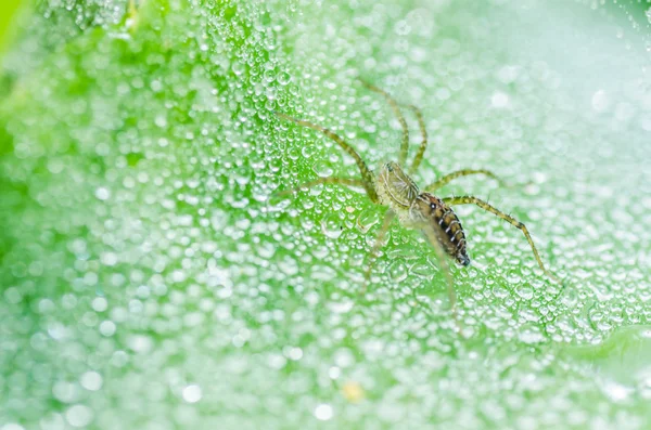Μακροεντολή αράχνη και το web νερό πέφτει στη φύση — Φωτογραφία Αρχείου