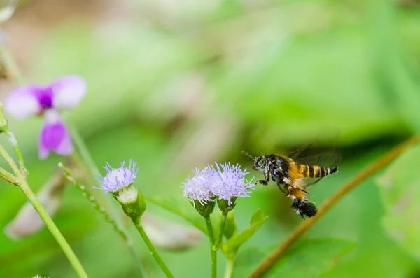 Macro di vespa in natura verde o in giardino — Foto Stock