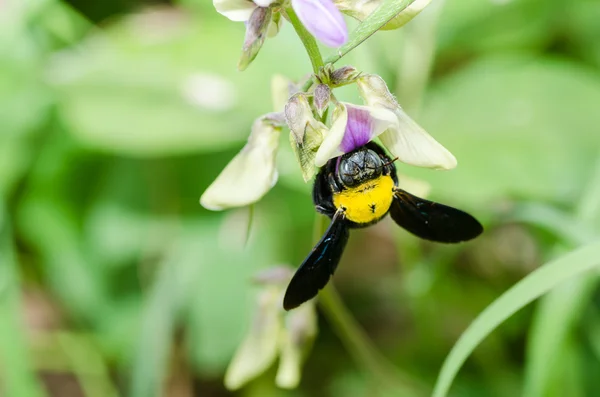 Carpintero macro abeja en la naturaleza —  Fotos de Stock