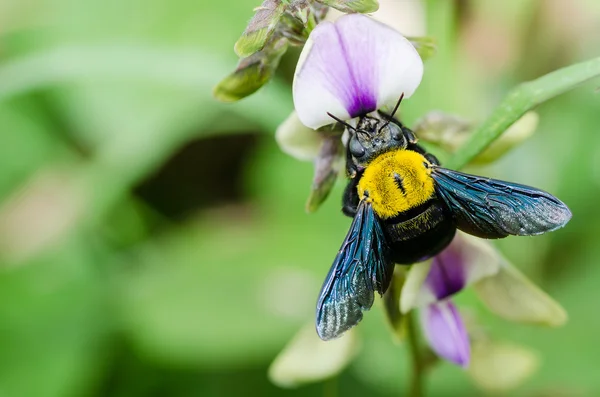 Carpintero macro abeja en la naturaleza — Foto de Stock