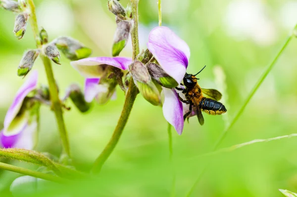 Blad-cutting bee in de macro groene natuur — Stockfoto