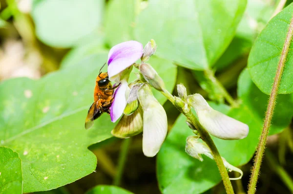Yaprak kesme arı makro yeşil doğa — Stok fotoğraf