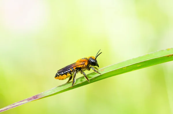 Blattschneidende Biene in makrogrüner Natur — Stockfoto